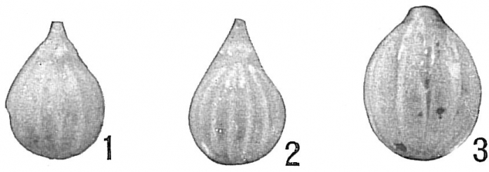 Lagena acuticosta sensu Cushman (1923) not Reuss = Lagena apiopleura Loeblich & Tappan, 1953 Lagena acuticosta sensu Cushman (1923) not Reuss = Lagena apiopleura Loeblich & Tappan, 1953