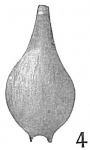 Lagena advena