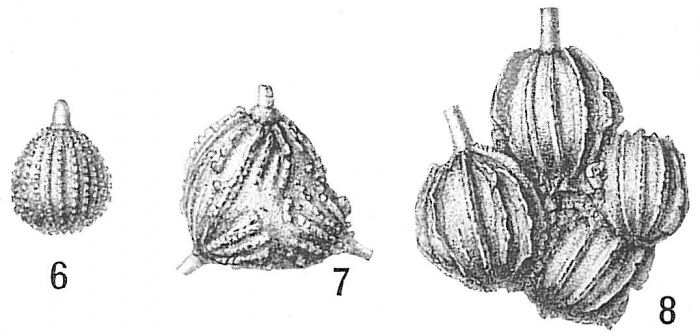 Lagena aspera Lagena aspera
