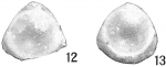 Lagena castanea