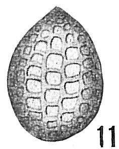 Lagena catenulata Lagena catenulata