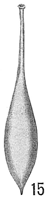 Lagena clavata Lagena clavata