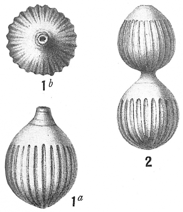 Lagena costata Lagena costata