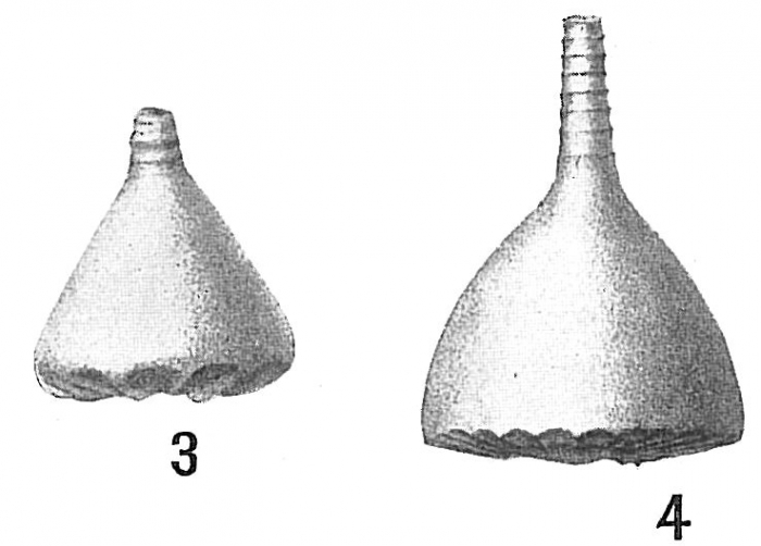 Lagena crenata Lagena crenata