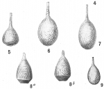 Lagena curvilineata