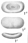 Lagena cymbula
