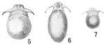 Lagena falcata