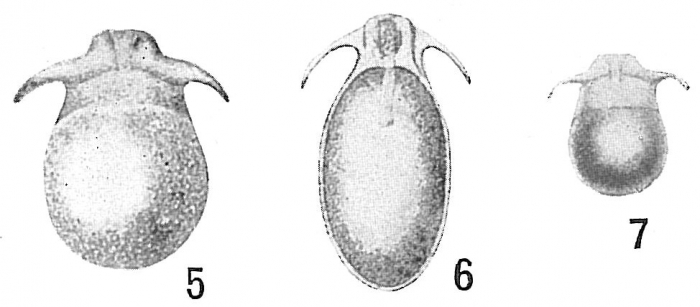 Lagena falcata Lagena falcata