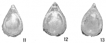 Lagena flintiana, author: Cedhagen, Tomas