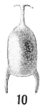 Lagena forficula, author: Cedhagen, Tomas