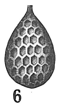 Lagena hexagona Lagena hexagona