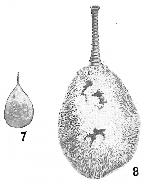 Lagena hispida Lagena hispida