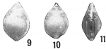 Lagena iota