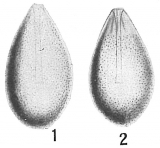 Lagena laevigata, author: Cedhagen, Tomas