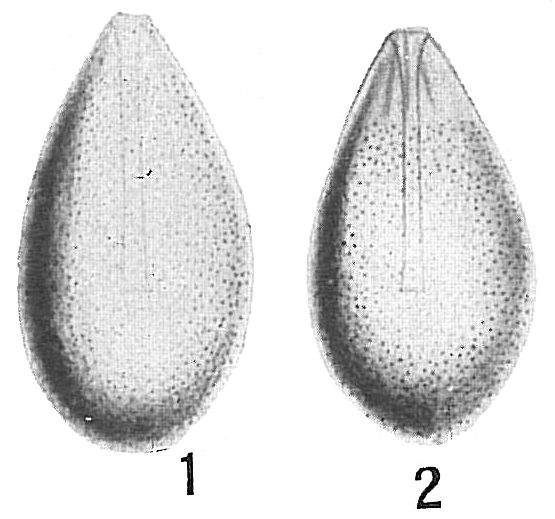 Lagena laevigata Lagena laevigata