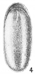 Lagena malcomsonii