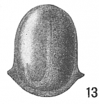 Lagena marginata var. semicarinata