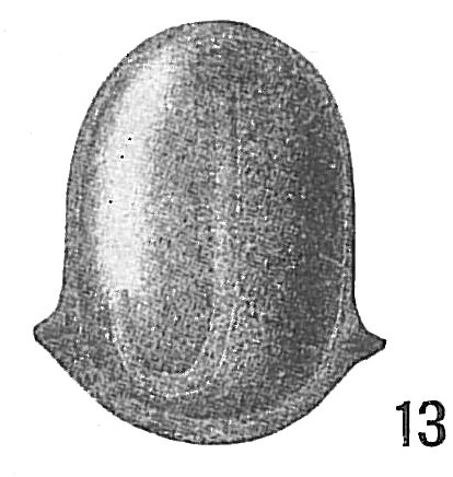 Lagena marginata var. semicarinata Lagena marginata var. semicarinata