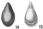 Lagena marginata semimarginata
