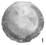 Lagena marginata var.