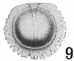 Lagena marginata