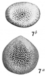 Lagena montagui (Alcock, 1865)