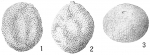 Lagena montagui (Alcock, 1865)