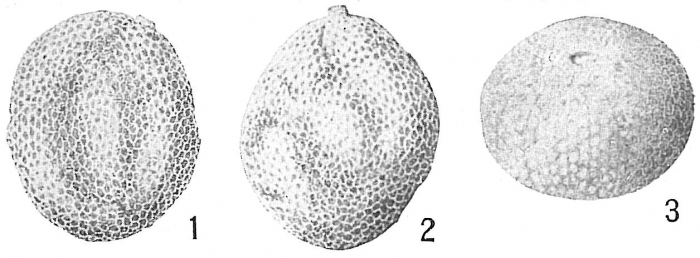 Lagena montagui (Alcock, 1865)