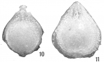 Lagena orbignyana antillea