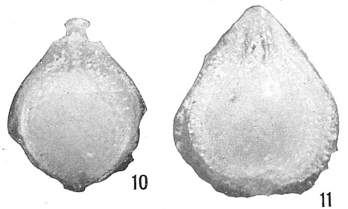 Lagena orbignyana antillea Lagena orbignyana antillea