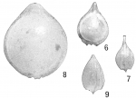 Lagena orbignyana caribaea