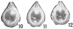 Lagena orbignyana elliptica