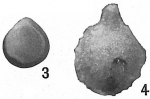 Lagena orbignyana var.