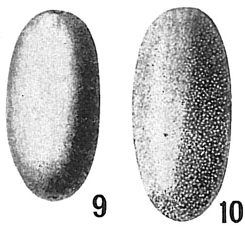 Lagena ovum Lagena ovum