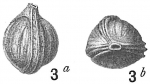 Lagena pulchella