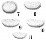 Lagena reniformis