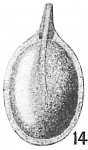 Lagena rizzae