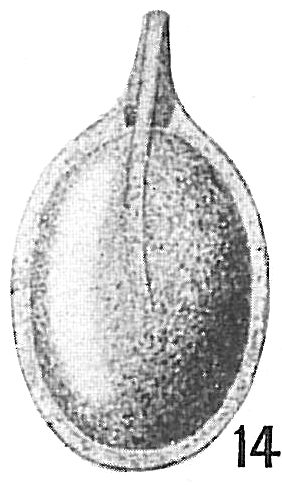 Lagena rizzae Lagena rizzae