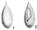 Lagena spumosa