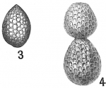 Lagena squamosa