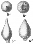 Lagena stelligera