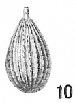 Lagena striatopunctata