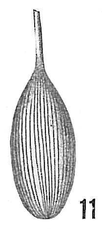 Lagena substriata Lagena substriata
