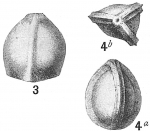 Lagena trigonomarginata