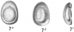 Lagena unguis