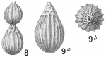 Lagena williamsoni