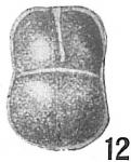 Lingulina quadrata