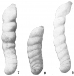 Marginulina bacheii