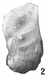 Marginulina costata