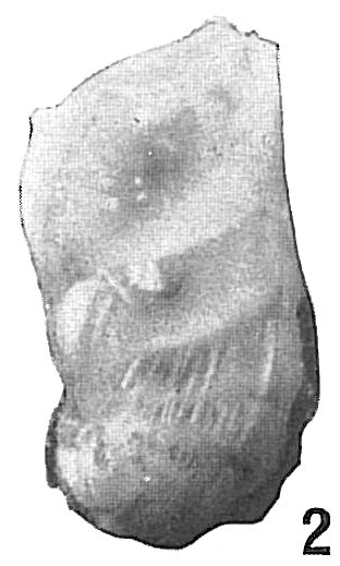 Marginulina costata Marginulina costata